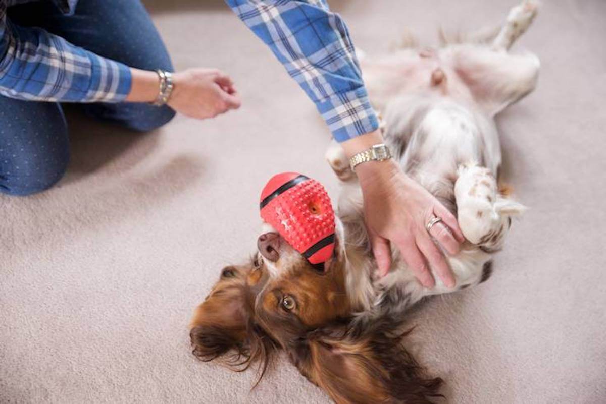 Spielzeug für Hunde Darum mag dein Hund alles was quietscht!